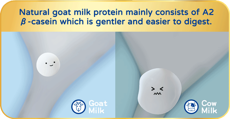 Natural goat milk protein mainly consists of A2 &beta;-casein which is gentler and easier to digest.